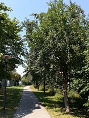 Apfelbaum