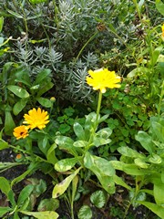 Calendula