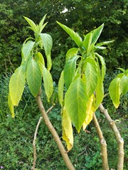 Datura