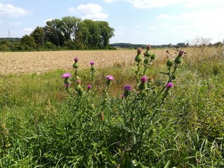 Distel