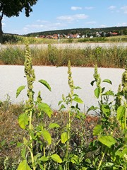 Fuchsschwanz