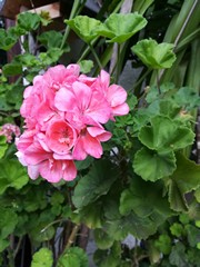 Geranie
