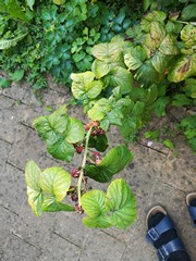 Himbeere