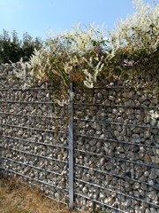 Knöterich