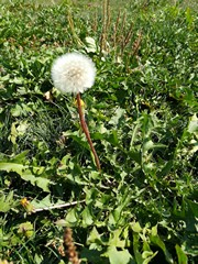 Pusteblume