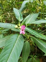 Riesenspringkraut