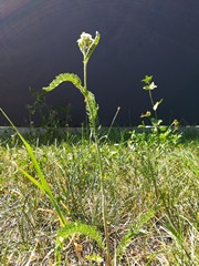 Schafgarbe