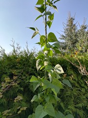 Stangenbohne