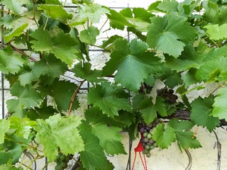 Wein