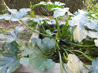 Zucchini